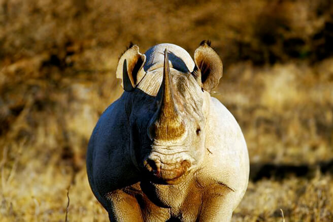 Rhino Tracking