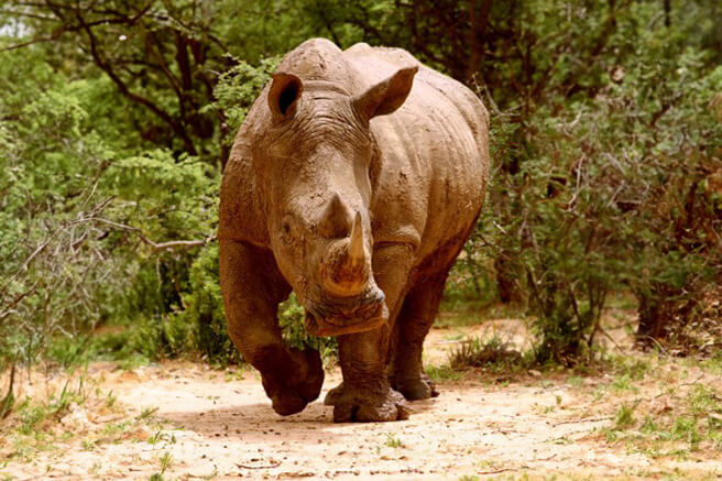 Rhino Tracking